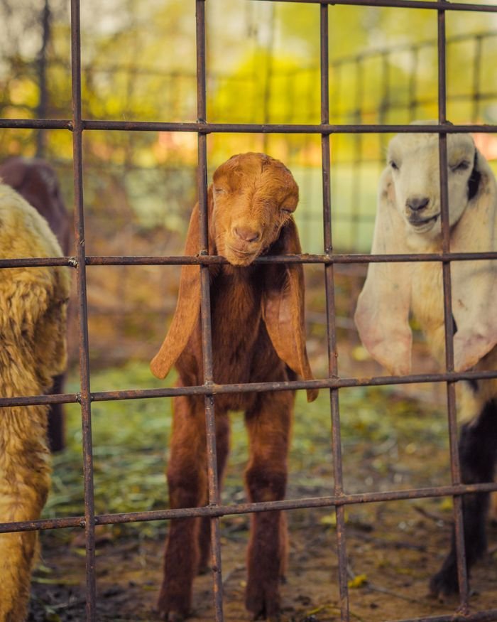 Charming young goats curiously peering through a wire fence on a sunny day at the farm.